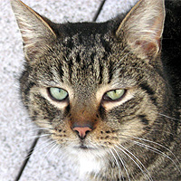 Kater Willi