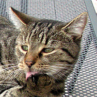 Kater Willi