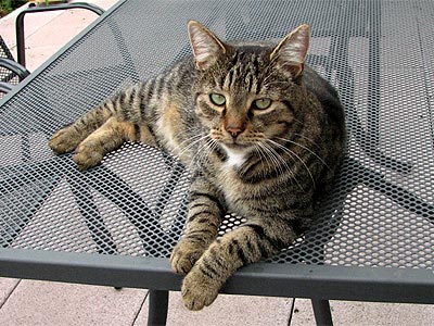 Kater Willi