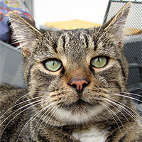 Kater Willi