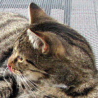 Kater Willi