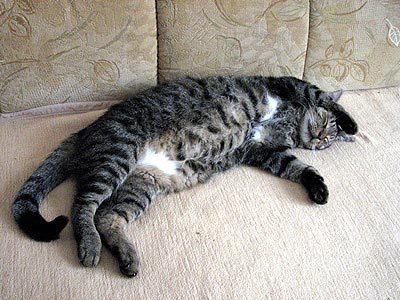 Kater Willi