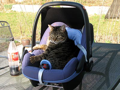 Kater Willi