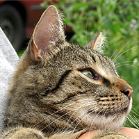 Kater Willi