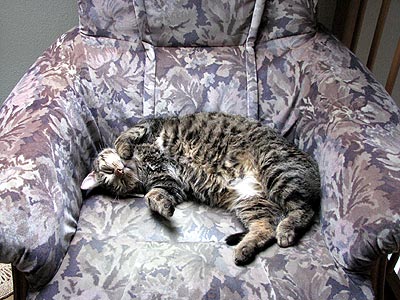 Kater Willi