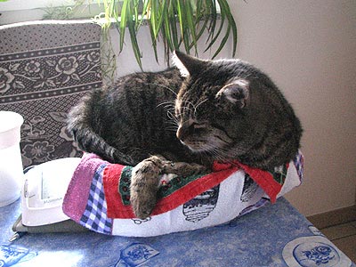 Kater Willi