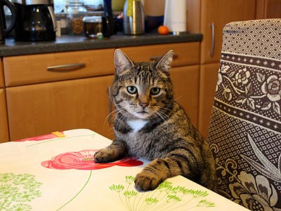 Kater Willi