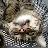 Kater Willi
