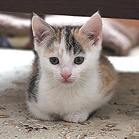 Katze Yuki