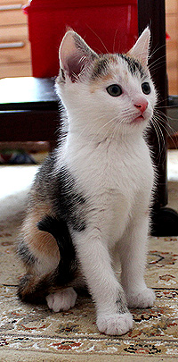 Katze Yuki