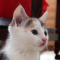 Katze Yuki