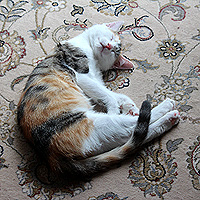 Yuki