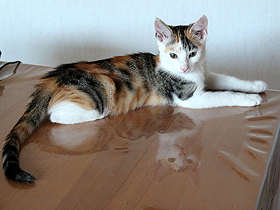 Yuki