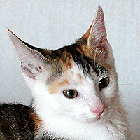 Yuki