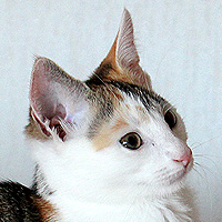 Yuki
