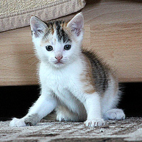 Katze Yuki