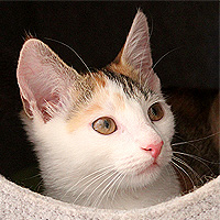 Yuki