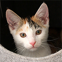 Yuki