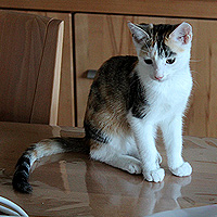 Yuki