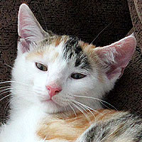 Yuki