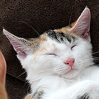 Yuki