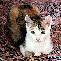 Yuki