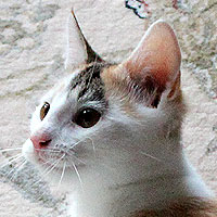 Yuki