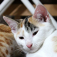 Yuki