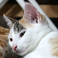 Yuki