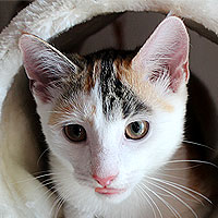 Yuki