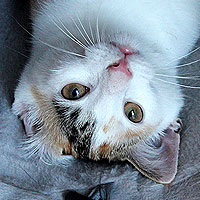 Yuki