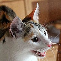 Yuki