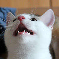 Yuki