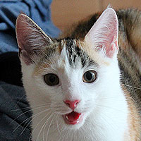 Yuki