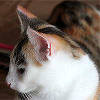 Yuki