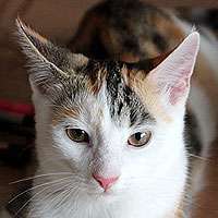 Yuki