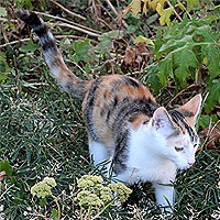 Yuki