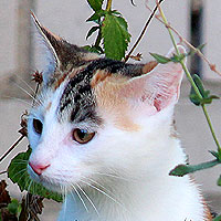 Yuki