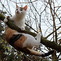 Yuki