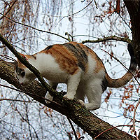 Yuki