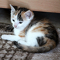 Katze Yuki