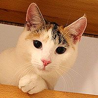 Yuki