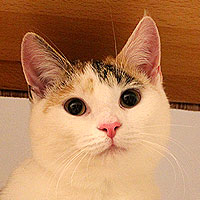 Yuki