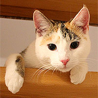 Yuki