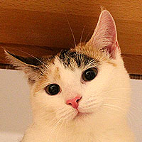 Yuki