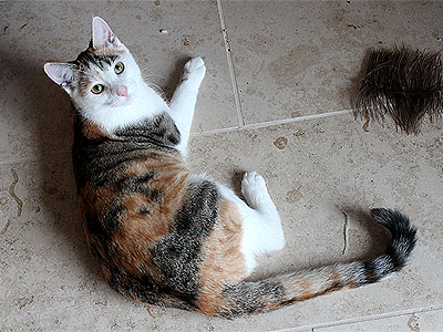 Yuki