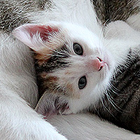 Katze Yuki