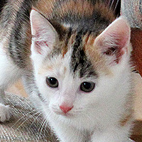 Katze Yuki