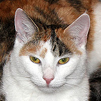 Katze Yuki