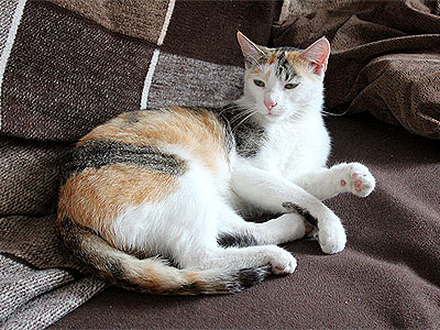 Yuki